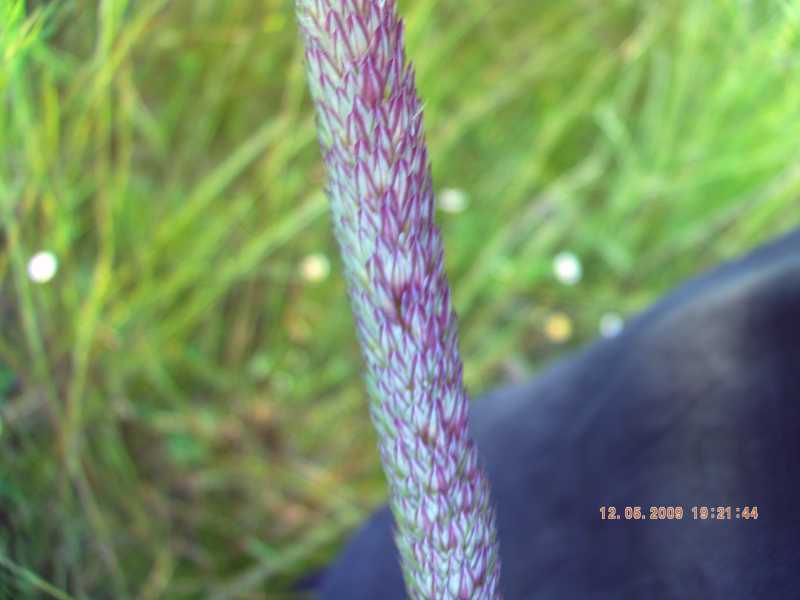 Phalaris coerulescens